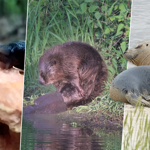 Poetsende bever, zwarte aardslak en zogende zeehonden