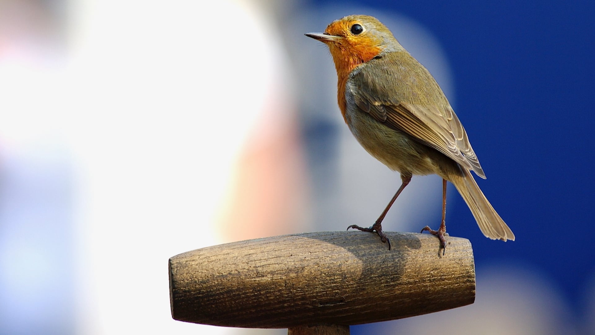Steenuilen, vogelgeluiden ontrafeld en alle overige onderwerpen