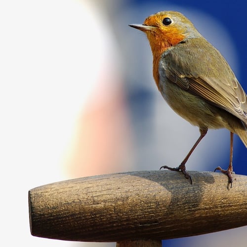 Afbeelding van Steenuilen, Vogelgeluiden ontrafeld en alle overige onderwerpen.