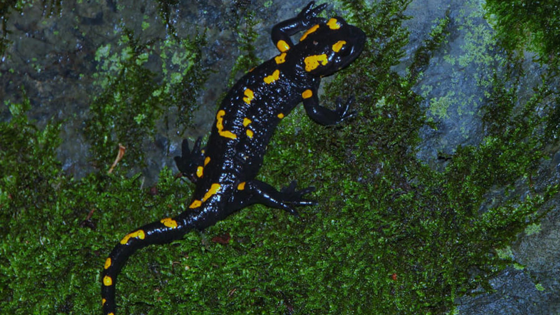 Vuursalamander 1