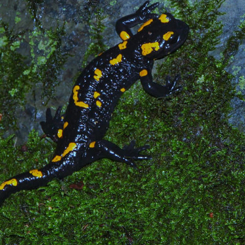 Afbeelding van Zeldzame vuursalamanders nog wel te vinden in Praag