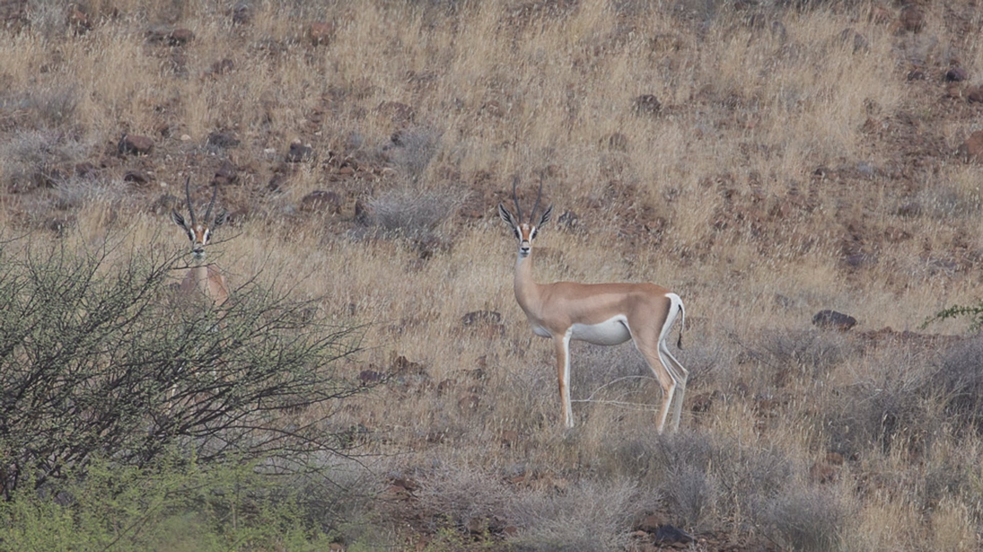 Afbeelding van Op expeditie in het extreme noorden van Kenia