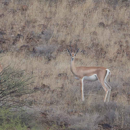 Afbeelding van Op expeditie in het extreme noorden van Kenia
