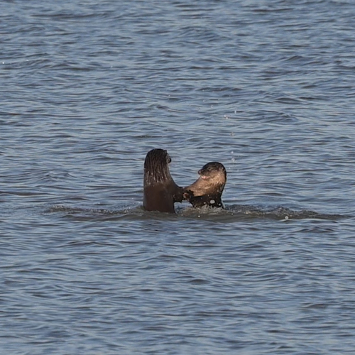 Afbeelding van Otters aan het stoeien in de Oostvaardersplassen