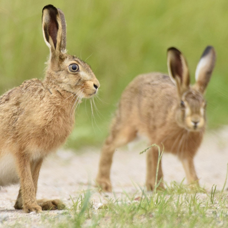 Afbeelding van Radio | 18 januari 2026 | Vogelvoer, oceaanbescherming en papierkunst