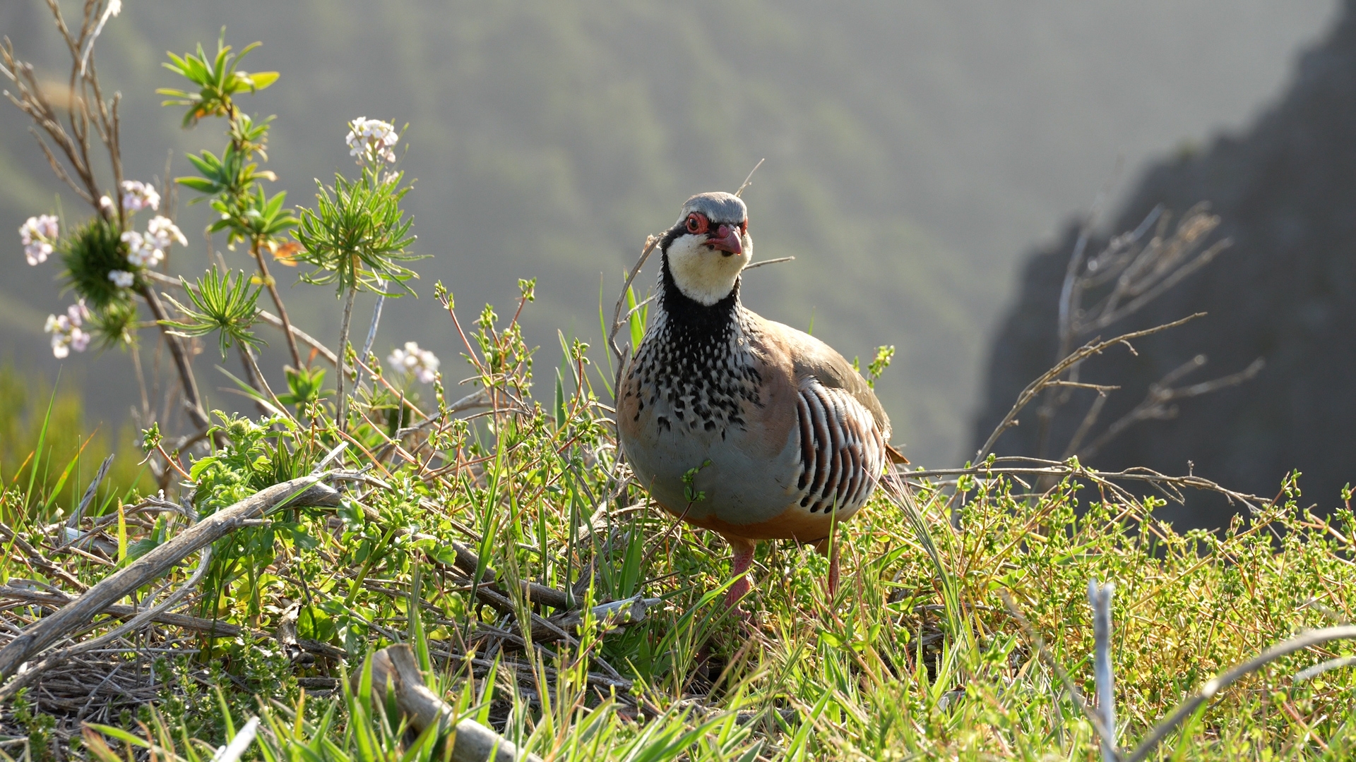 Rode steenpatrijzen op Madeira