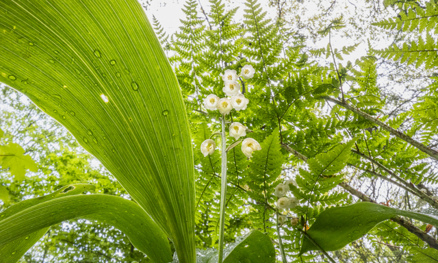 Afbeelding van Radio | 1 juni 2025 | Mosselen, rivierkreeften en bloemen van onder