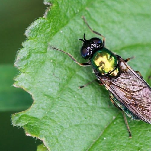 Afbeelding van Wakker Dier dient klacht in tegen grote insectenkweker