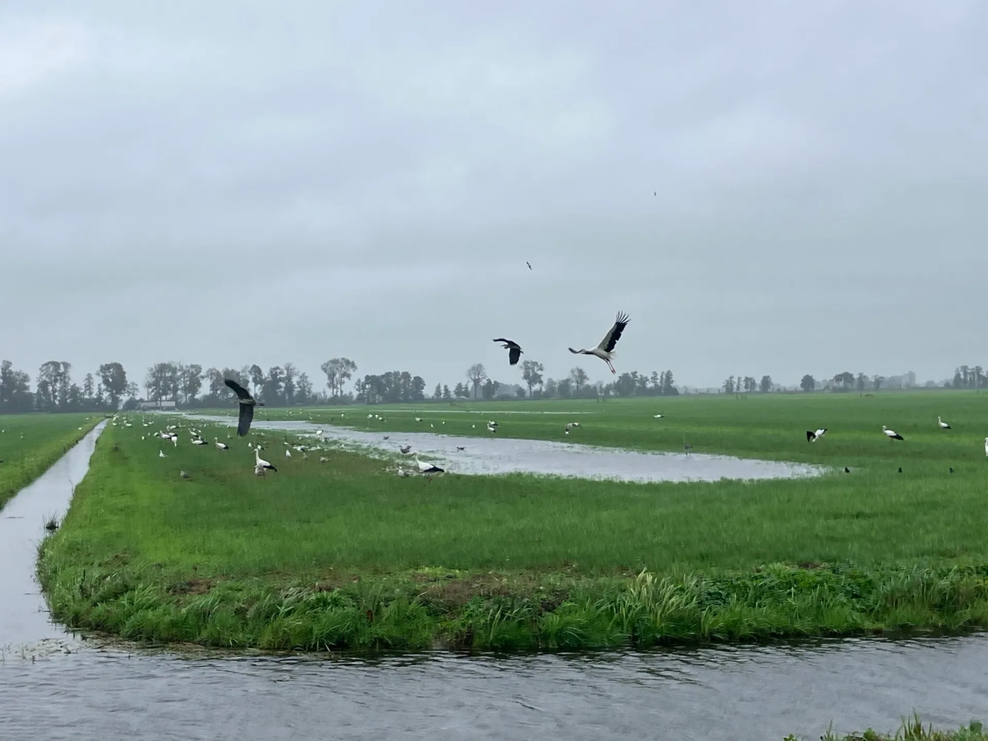 vogels Alblasserwaard