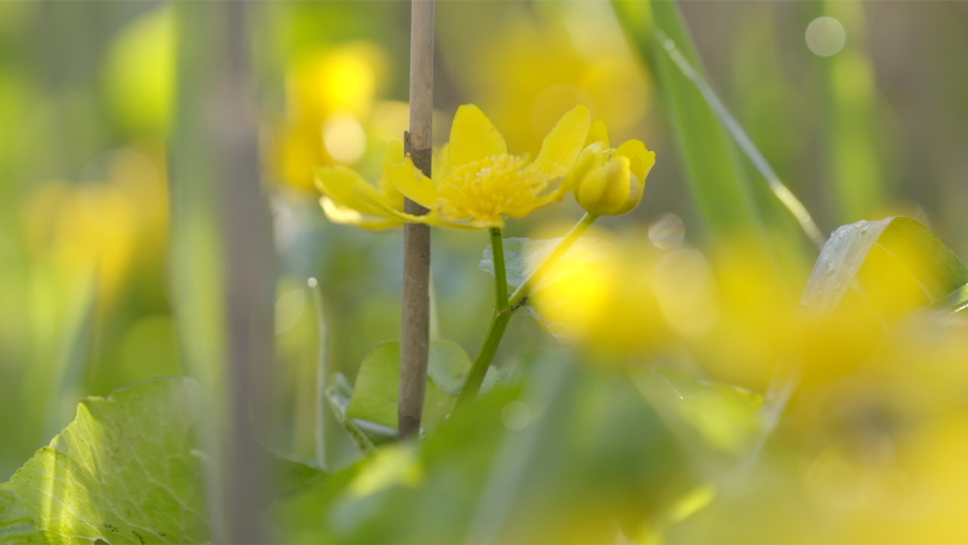 spindotterbloem