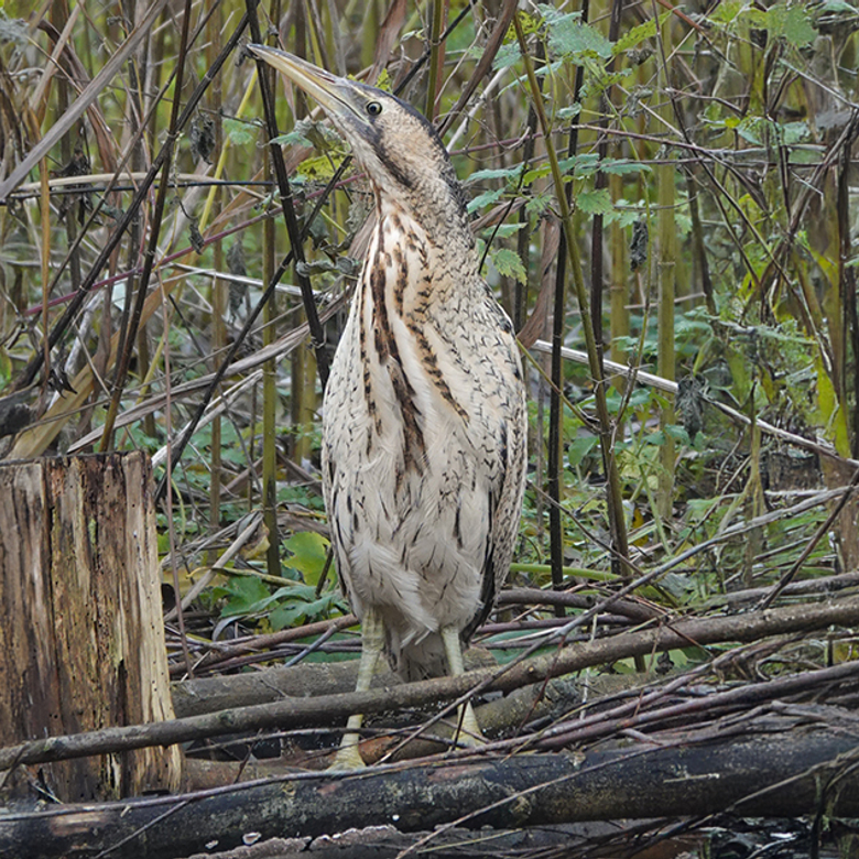 Afbeelding van Radio | 14 december 2025 | Roerdomp, schimmels en peulvruchten