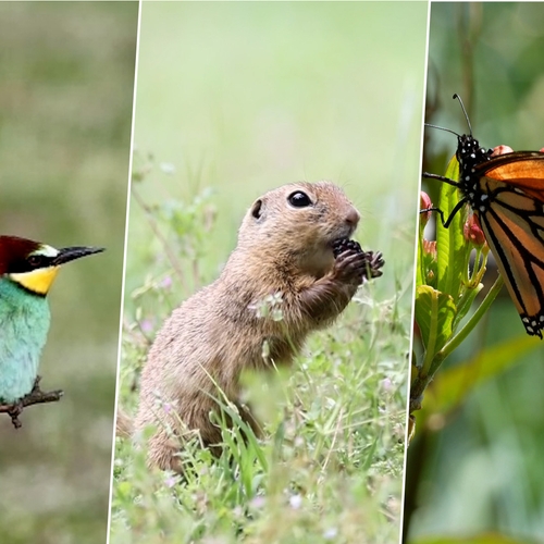 Afbeelding van Grote groep kraanvogels, ruziënde bijeneters en siesel | Zelf Geschoten Buitenland