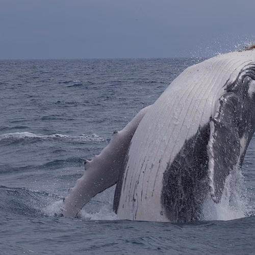 Afbeelding van Bultruggate: hoe één walvis de wereld beroert
