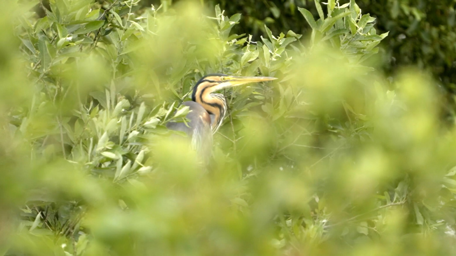 purperreiger TV Zegveld