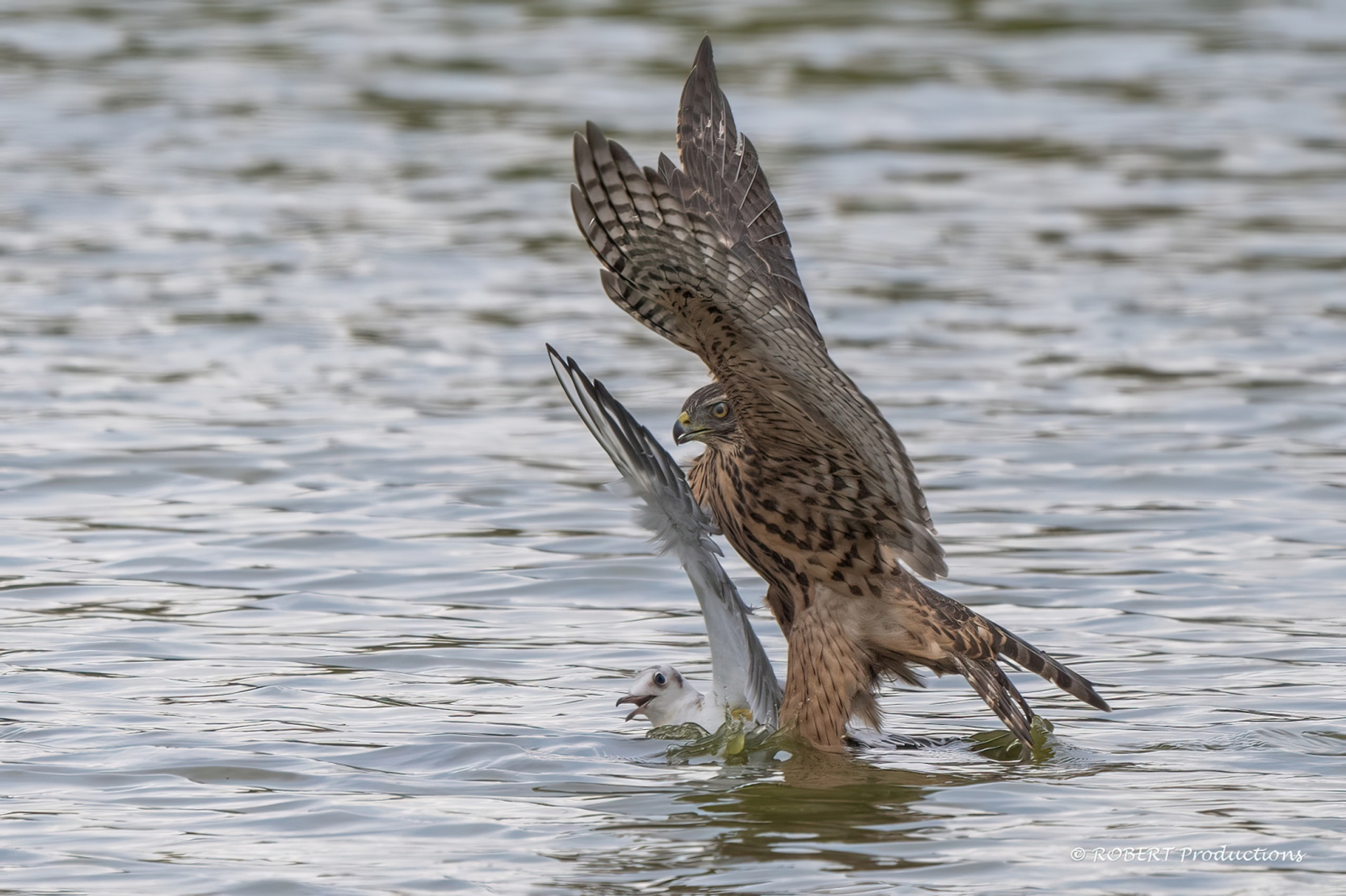 Havik verdrinkt meeuw