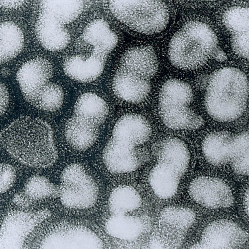 Afbeelding van Tweede Kamer wil vogeljacht stilleggen wegens vogelgriep