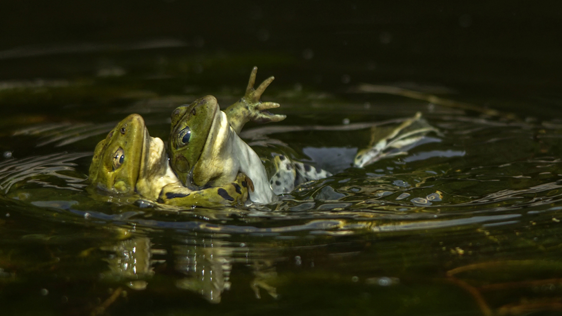 reddingszwemmen Groene kikkers - fotograaf Deez66