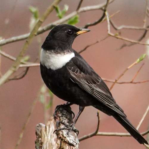 Afbeelding van Te weinig beschermd leefgebied voor trekvogels in Europa