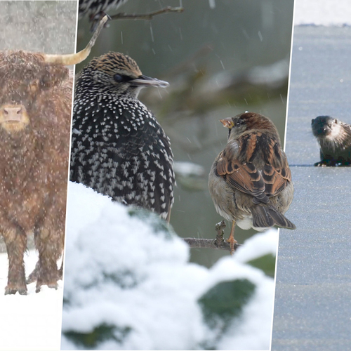 Afbeelding van Dieren hupsen, schaatsen en speuren door sneeuw en ijs