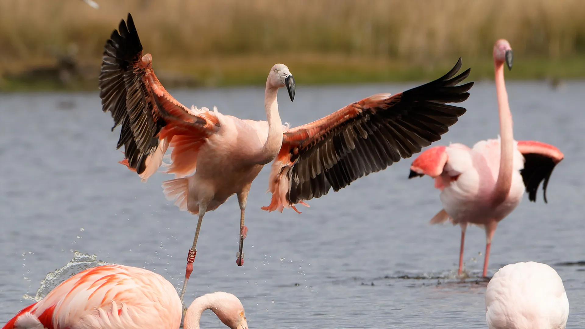 Flamingo Zwillbrocker Venn