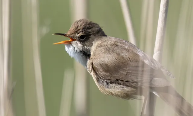 Afbeelding van Radio | 17 mei 2026 | Kleine karekiet, wilde honing en natuurvolkeren