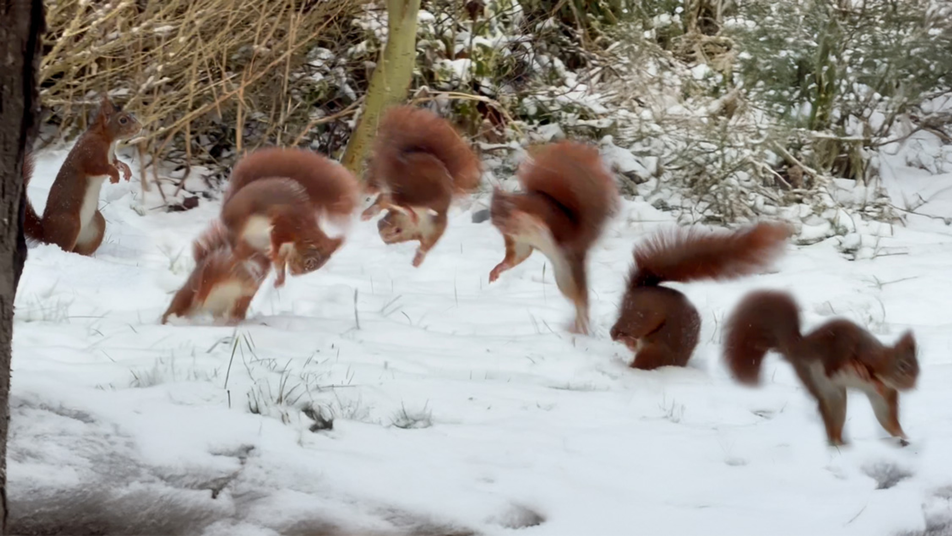 Afbeelding van Opvallend gedrag: eekhoorn maakt salto’s in de sneeuw