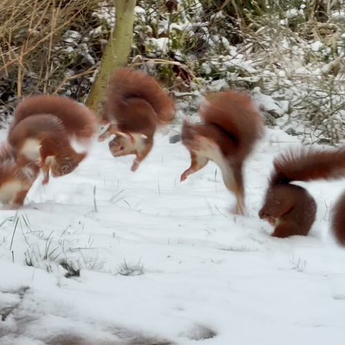 Opvallend gedrag: eekhoorn maakt salto’s in de sneeuw