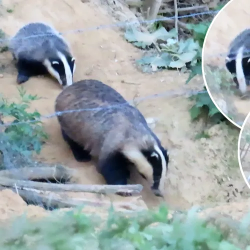 Afbeelding van Das sleept met een eigenwijs jong