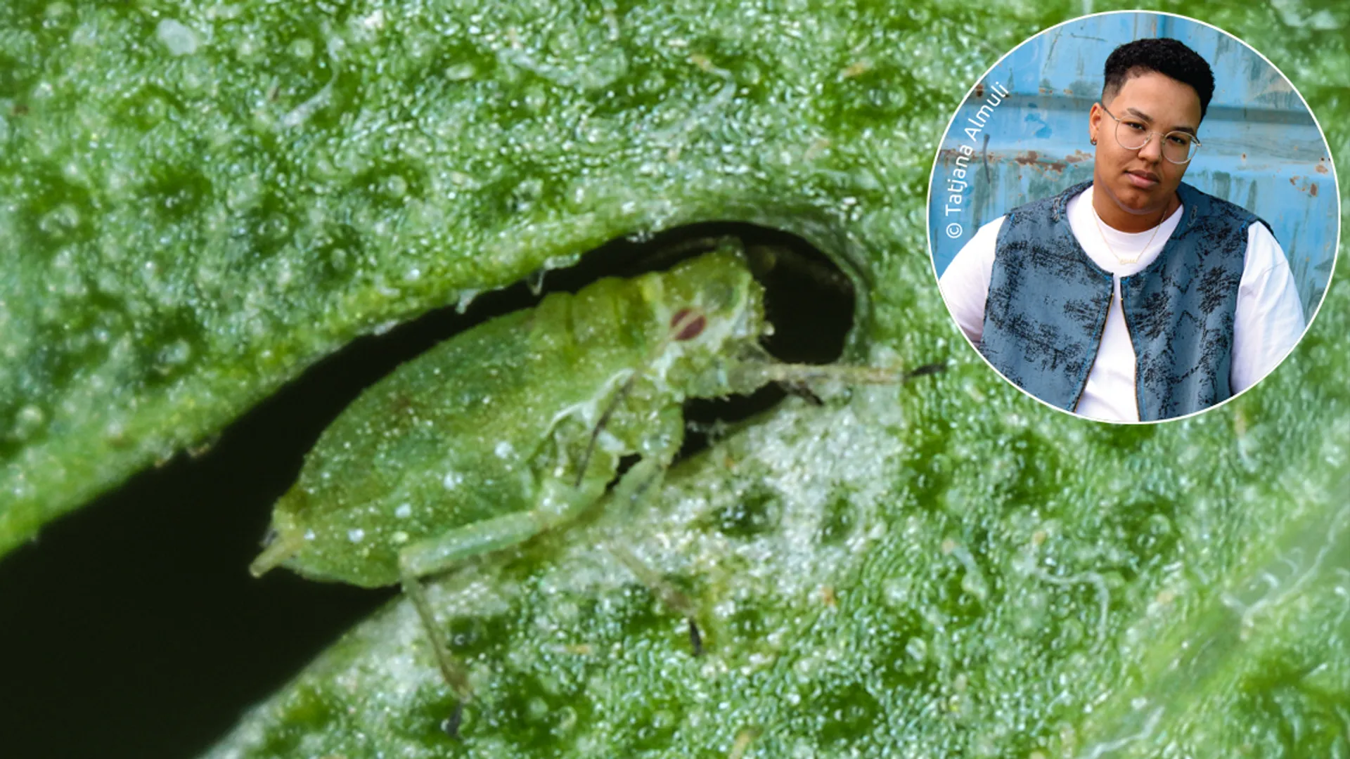 boerenwormkruidbladrandluis