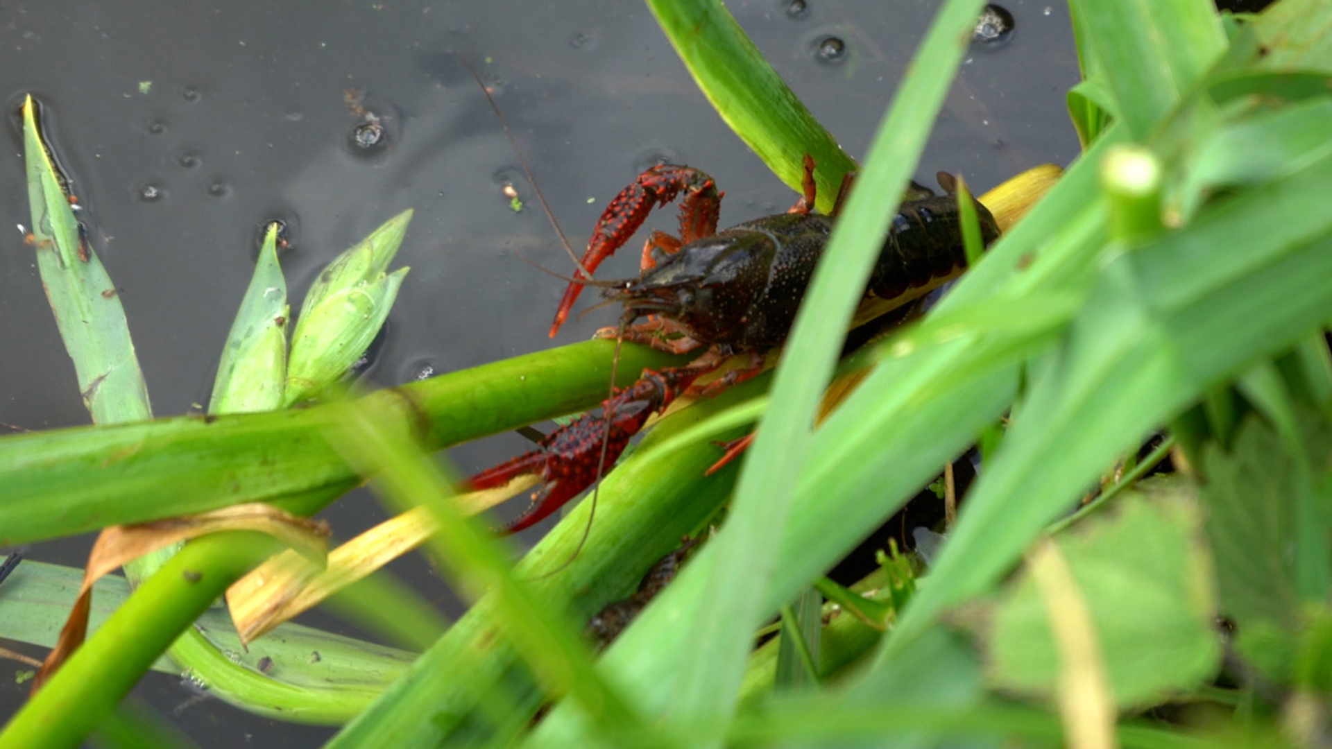 Natuurvriendelijke oevers zorgen voor fors minder rivierkreeften in Leiden