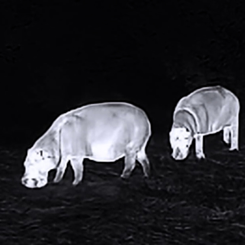 Unieke beelden dwergnijlpaarden in oerwoud Ivoorkust