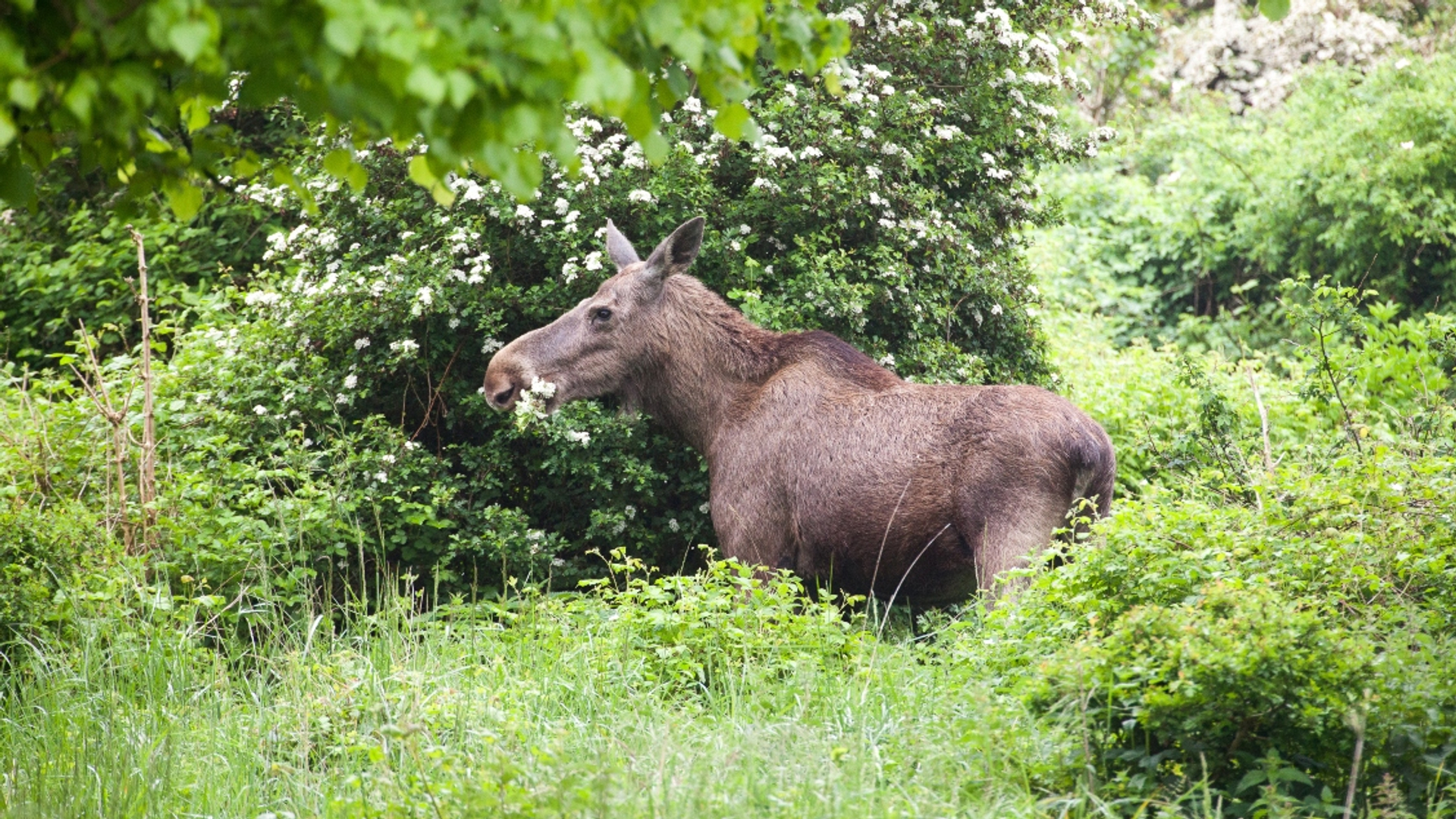 eenmalig gebruik eland Natuurpark fotograaf- Jasper Pluim-9