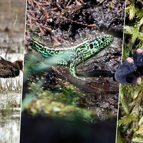 Drinkende zandhagedis, kemphanen en larve van de grote glimworm