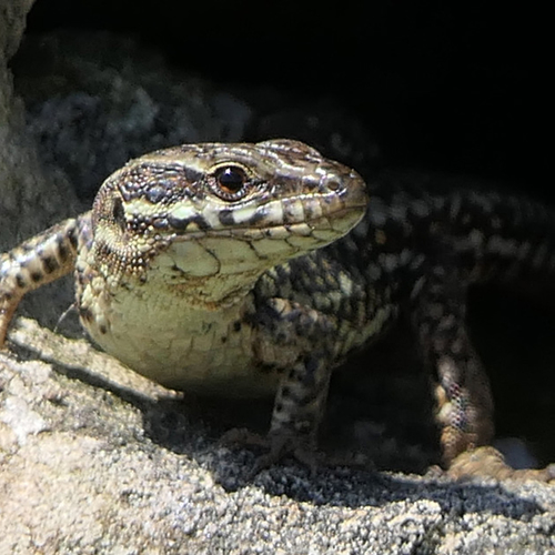 Afbeelding van Muurhagedissen in de lift, maar andere reptielen hebben het zwaar