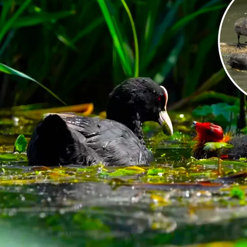 Zorgzame meerkoet beschermt en voedt de kuikens