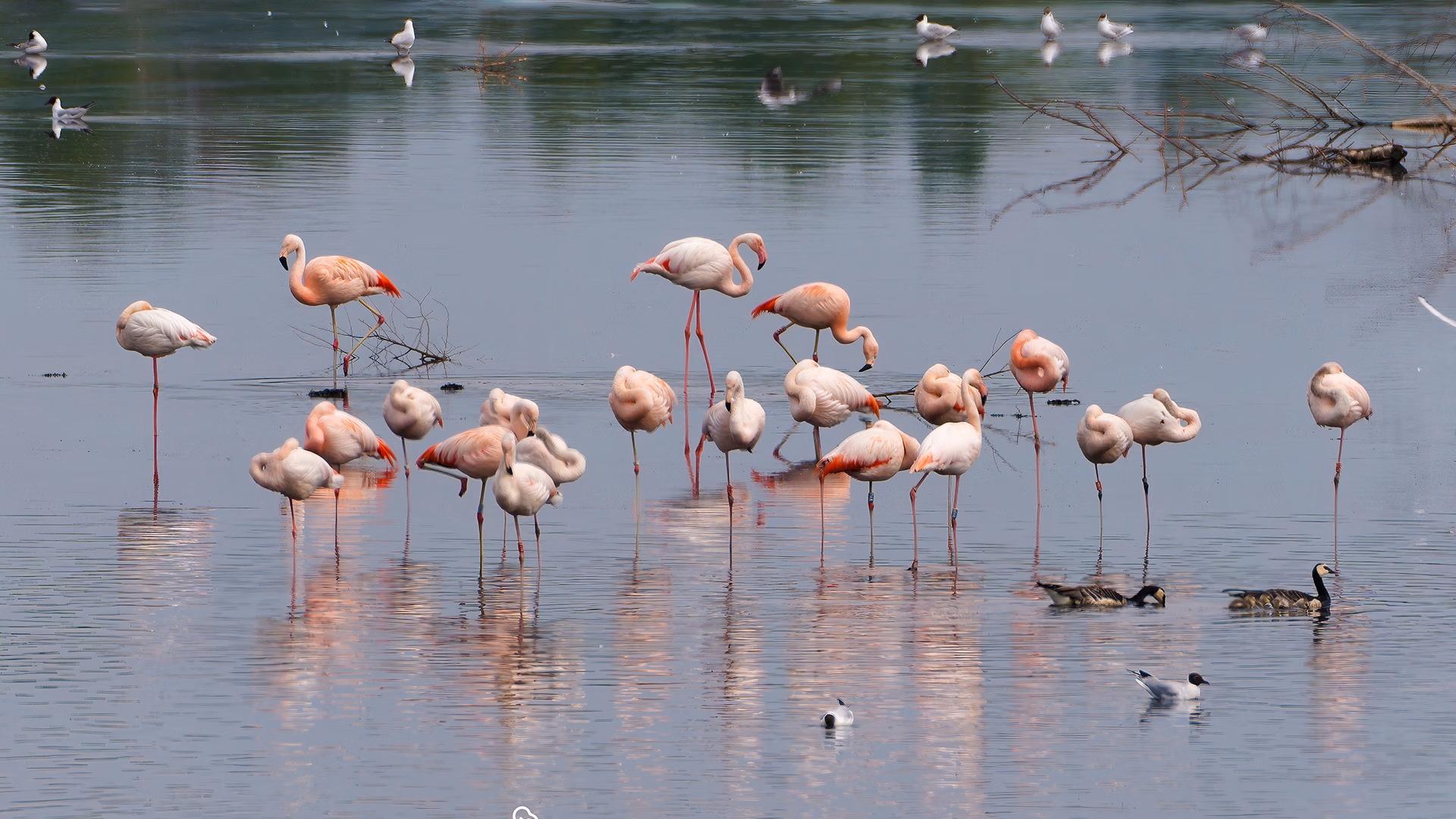 Flamingo Zwillbrocker Venn