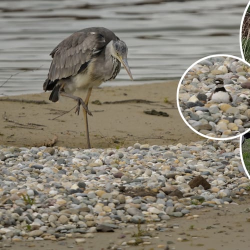 Afbeelding van Weidevogels verdedigen hun nest met slimme trucjes