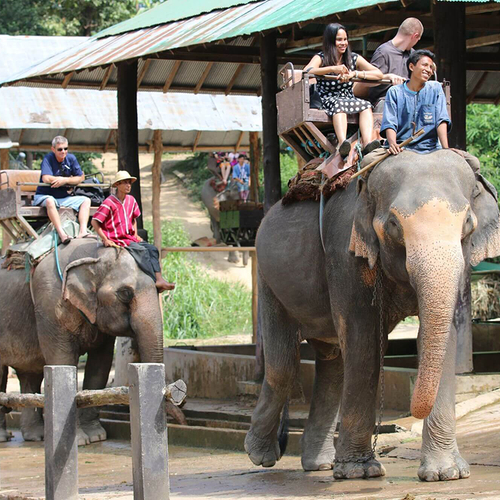 Afbeelding van Indonesië stopt met olifantenritten voor toeristen