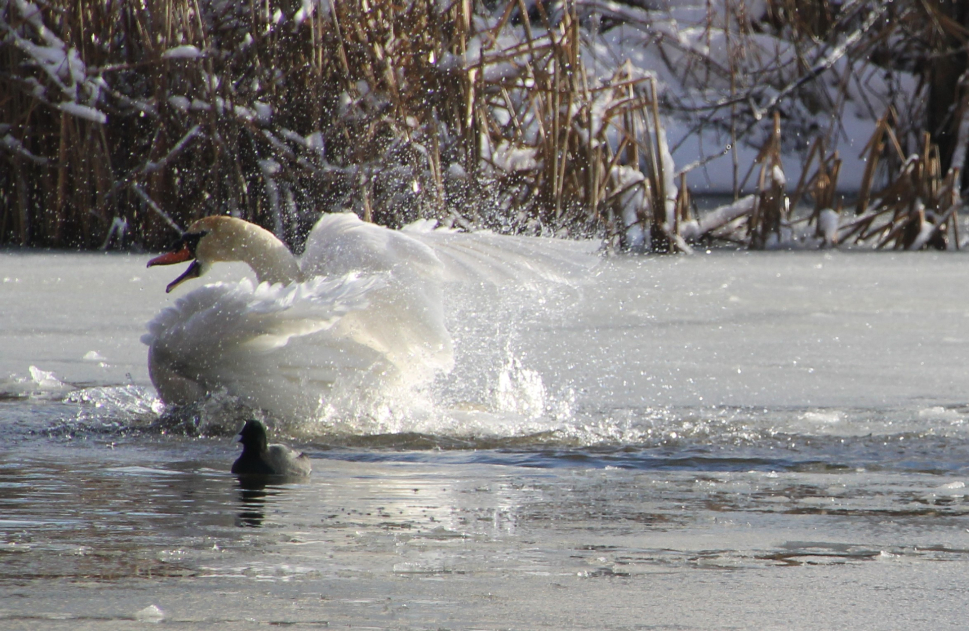 Knobbelzwaan op het ijs