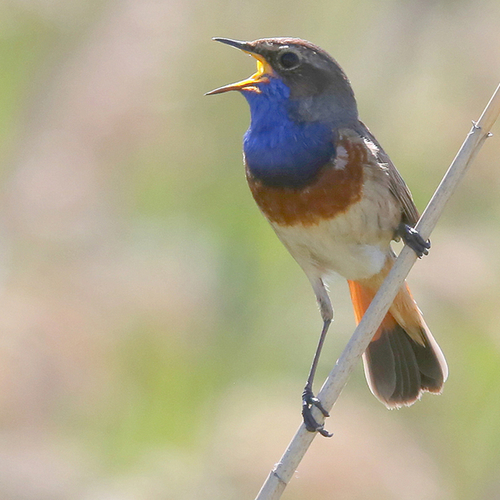Afbeelding van Op pad met Menno Bentveld: Speenvarken