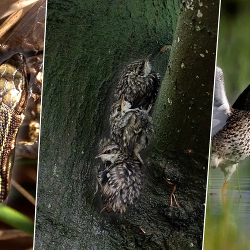 Afbeelding van Jonge boomkruipers, baltsende tureluur en glassnijder eet een hommel