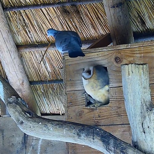Afbeelding van Kerkuilen zijn niet gediend van holenduiven