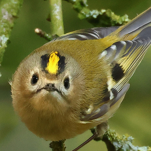 Fenolijn 16 november 2025