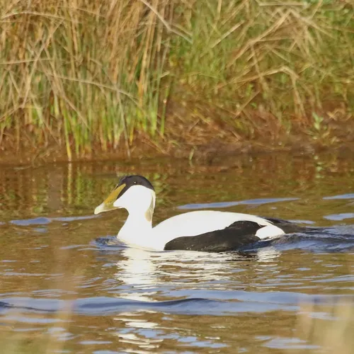Eider koert op Texel | Nationaal Vogelconcert #2