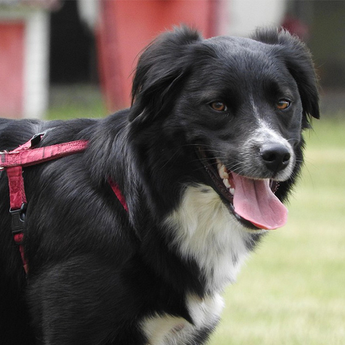 Afbeelding van Opnieuw aanlijnplicht in wolvengebied op Utrechtse Heuvelrug