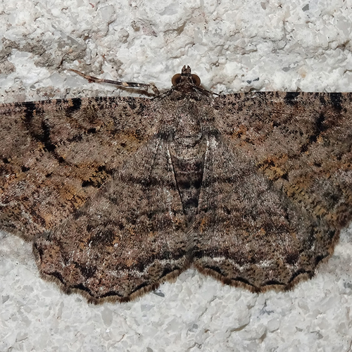 Afbeelding van Nieuwe naam voor nachtvlinders om verwarring tegen te gaan