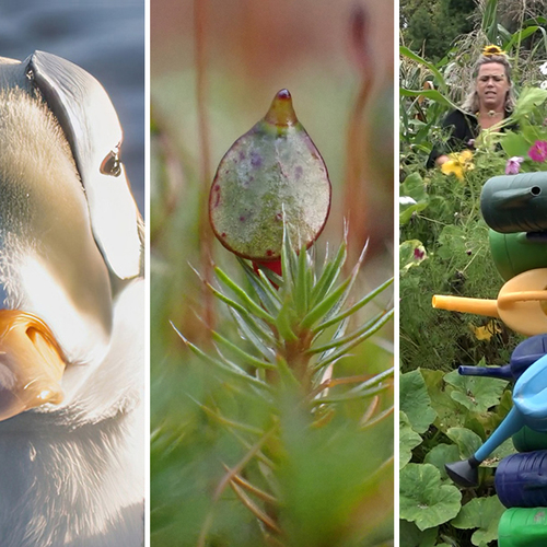 Afbeelding van Terugblik 2025: een jaar vol fantastische reportages