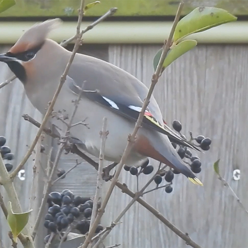 Pestvogel smult van haar lievelingseten