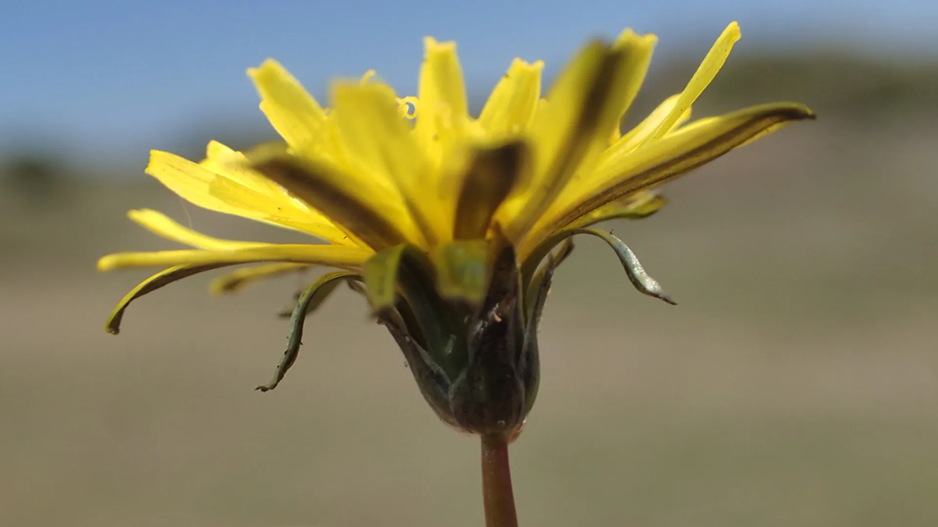 Paardenbloem celtica