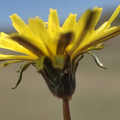 Paardenbloemen zonder pollen: komt dat steeds vaker voor?